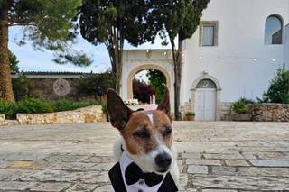 Portami Con Te - Wedding Day Dog Care - 5
