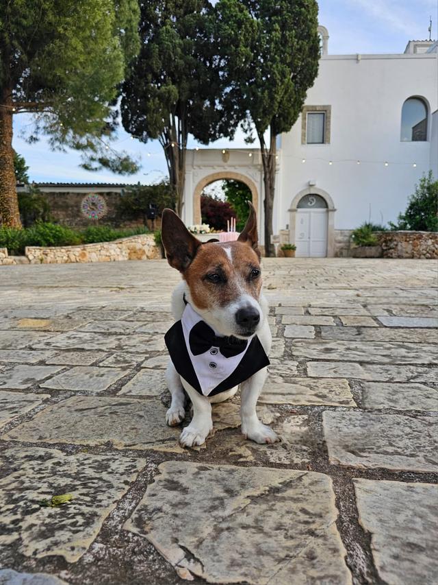 Portami Con Te - Wedding Day Dog Care - 2