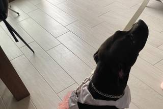 Pepe Dog Sitter - 1