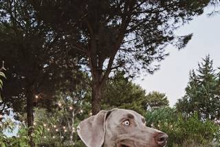 Laura Laporta - Wedding Dog Sitter - 10