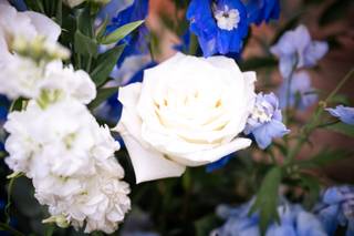 Anemone Creativo di Bagnoli Evelyn - 13