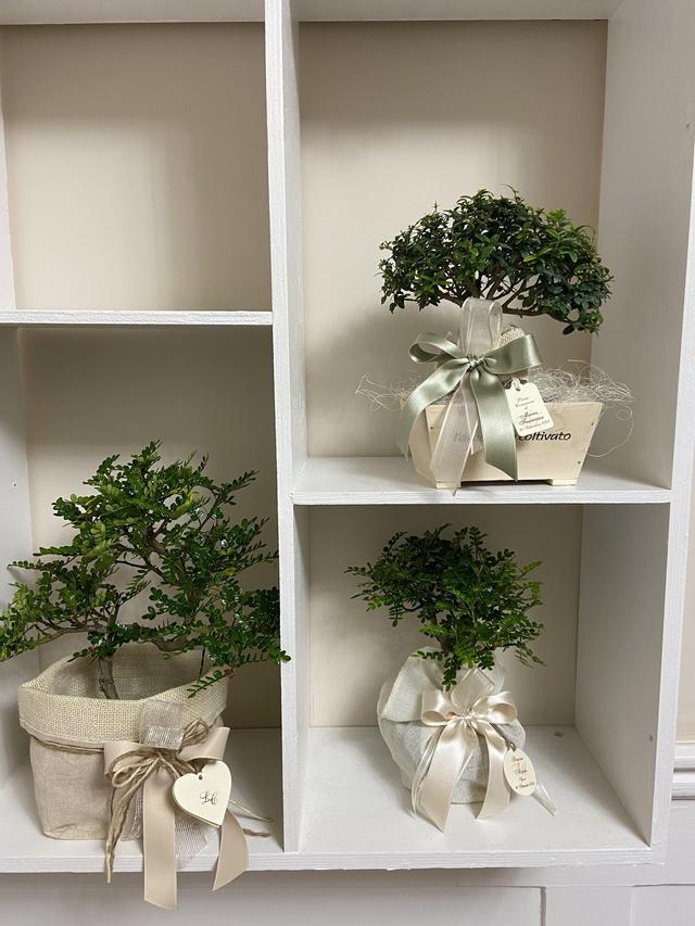 Centro Bonsai Iodice - 2