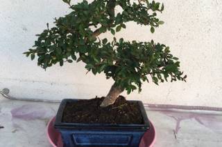 Bonsai-Do - 9