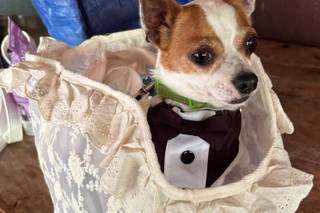 Dogsitter & Doghouse Roma – Wedding Service - 5