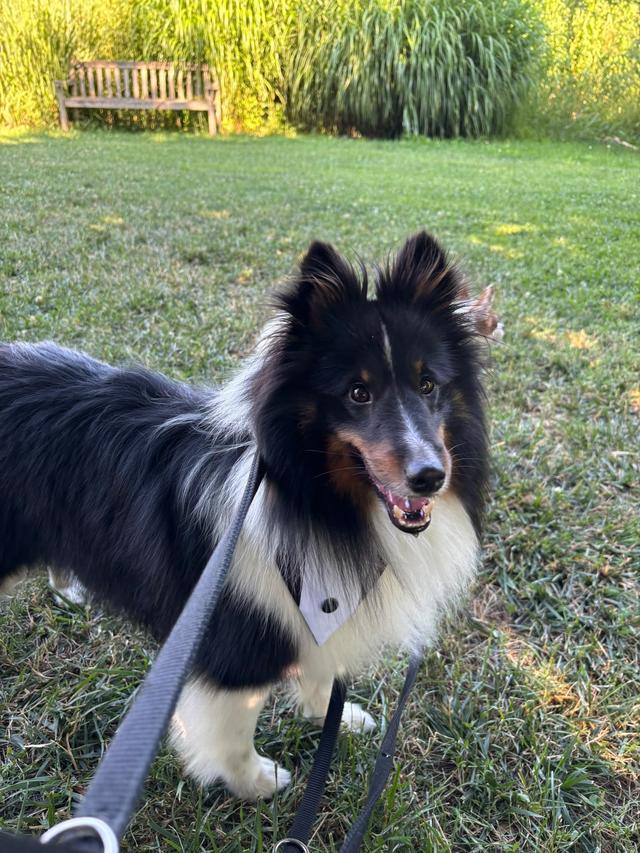 Dogsitter & Doghouse Roma – Wedding Service - 3