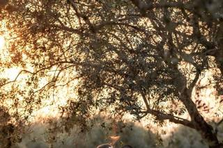 Fotografia Sellitti 1940 - 4