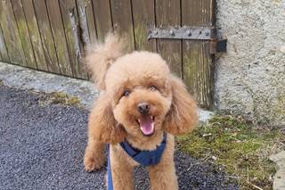 Asia's Friends Doggy Events - 9