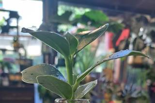 Fleur Garden Trastevere - 11