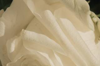 GpG Flowers - 15