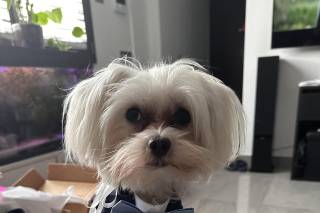 BowPawTie Accessori per Cani - 5