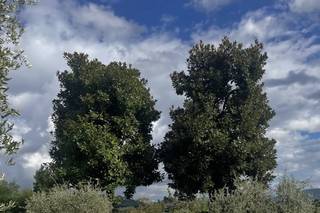 Agriturismo I Cedri - 5