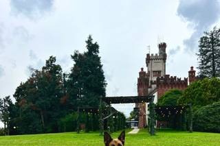 Che vita da cane - 4