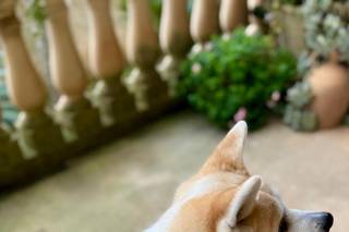 Laura Laporta - Wedding Dog Sitter - 5