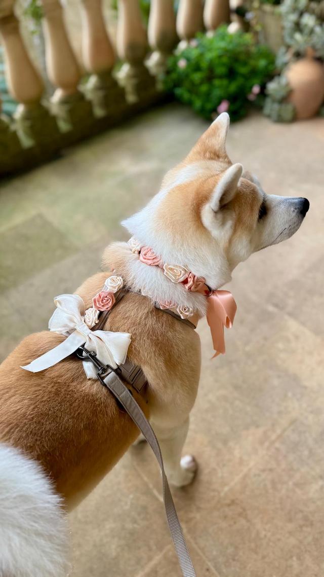 Laura Laporta - Wedding Dog Sitter - 2