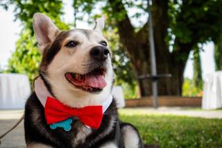 Orma Di Maya - Wedding Dog Sitter - 7
