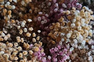 NG Flowers Armonie Floreali - 6
