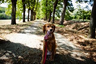 Orma Di Maya - Dog Sitter - 5