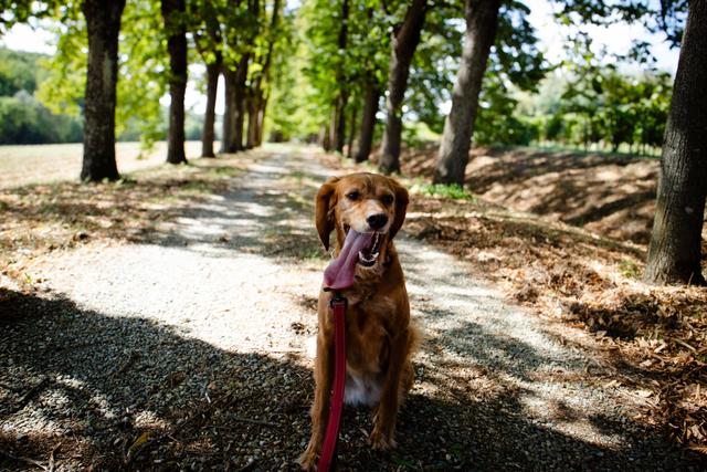 Orma Di Maya - Dog Sitter - 1