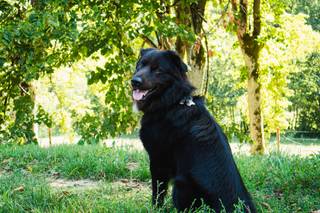 Orma Di Maya - Dog Sitter - 7