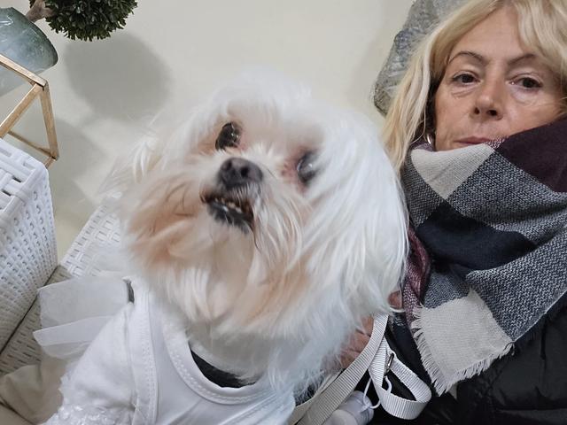 Le Cat e Dog Sitter - Wedding - 4