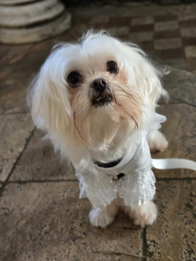 Le Cat e Dog Sitter - Wedding - 2