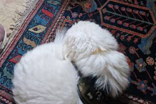 Francesca Dog SItter - Bau Wedding - 14