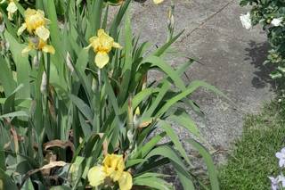 Alma Music Events - 11