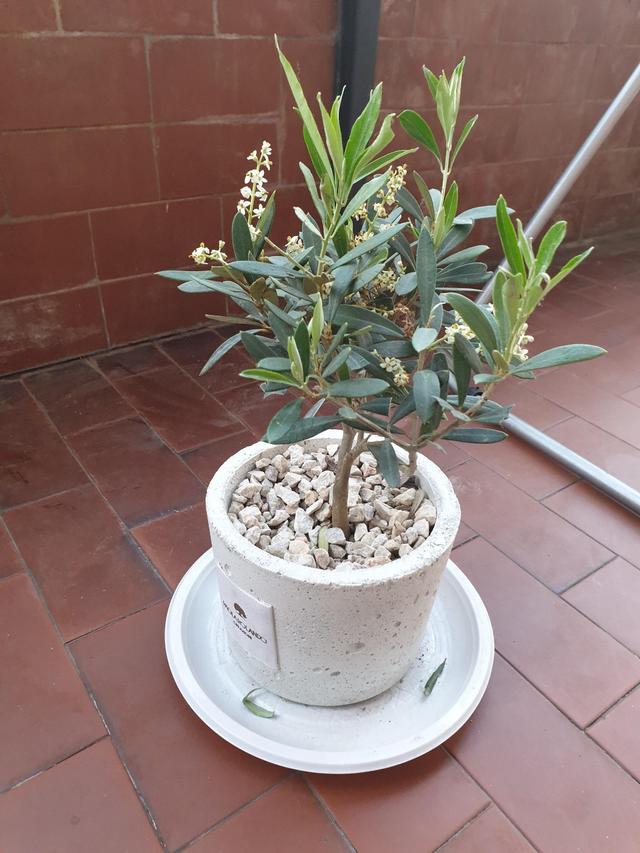 Paola Rolando Creazioni - 3