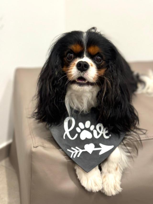 Chiara Wedding Dog Sitter - 1