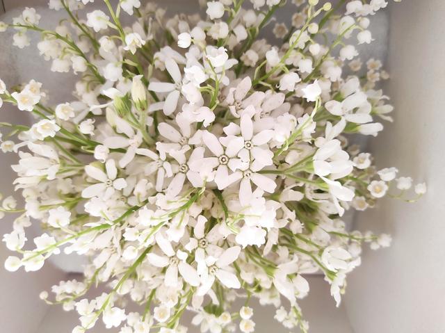 Di Rosa Floral Designer - 4