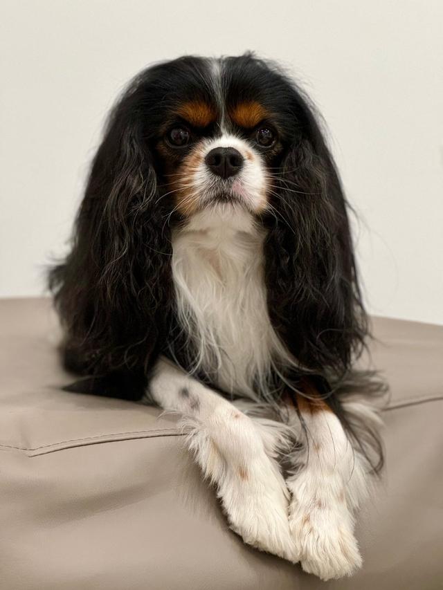 Chiara Wedding Dog Sitter - 3