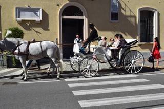White Horse - 6