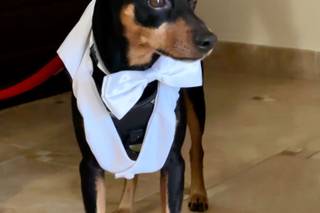 Davide - Wedding Dog Sitter - 14