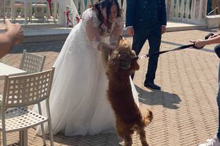 JL Dog Sitter for wedding - 18