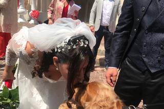 JL Dog Sitter for wedding - 19
