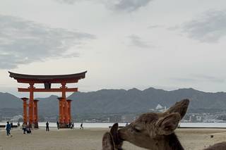 Serengheti Travel - 14