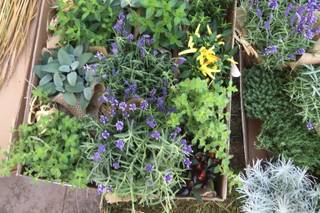 Profumo di Fiori - 7