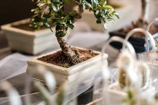Voglia di Bonsai - 12