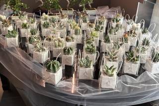 Voglia di Bonsai - 13