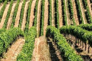 Tenuta la Marchesa - 24