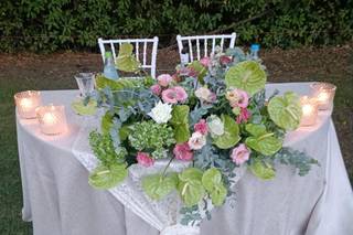 Piante e Fiori di Astolfi Italia - 6
