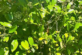 Domus San Sebastiano - 12