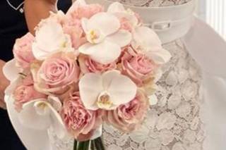 Gardenia - 19