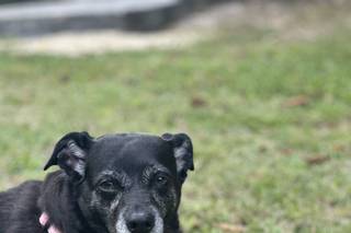 Asia's Friends Doggy Events - 6