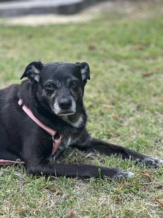 Asia's Friends Doggy Events - 2
