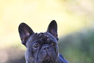 Vincenzo Di Cillo - 15