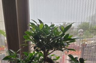 Centro Bonsai Iodice - 18