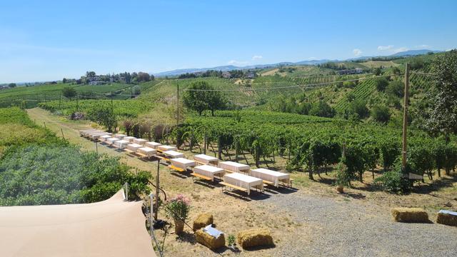 Tenuta Raffaellina - 4