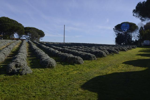 Tenuta Rossignoli - 3