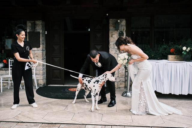 Oh my dog wedding - 4